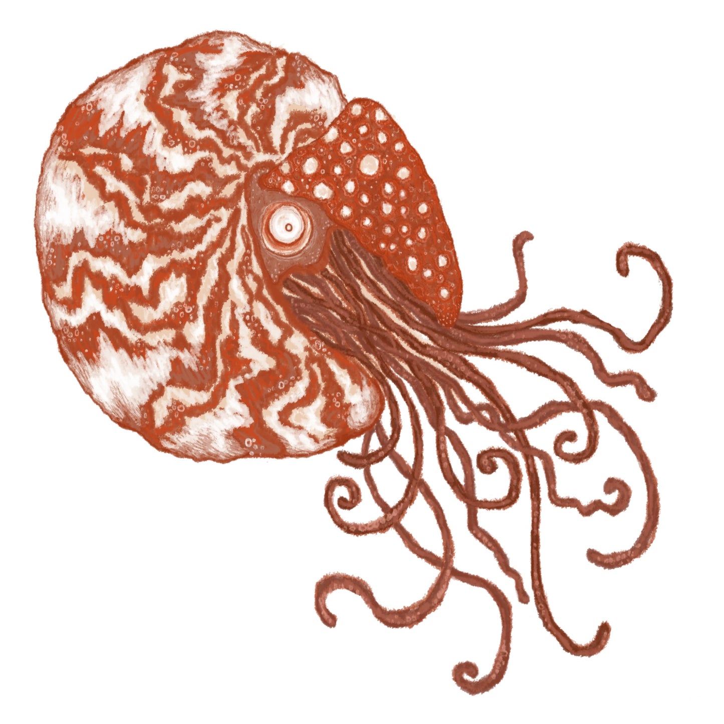 Nautilus Sticker