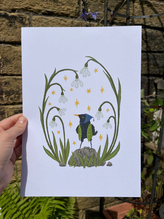 Blackbird in Snowdrops A4 Print
